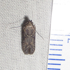 Hypatima