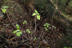 Coleus