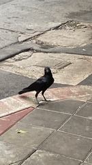 Corvus macrorhynchos levaillantii