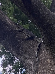 Varanus salvator macromaculatus