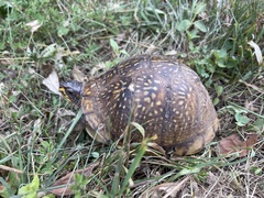 Terrapene carolina triunguis