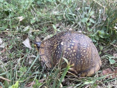 Terrapene carolina triunguis