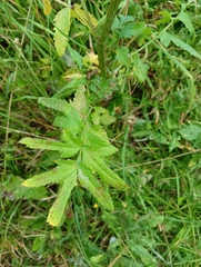 Pastinaca sativa