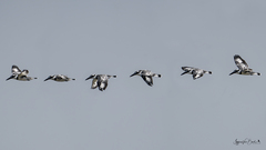Ceryle rudis rudis