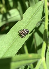 Phidippus audax