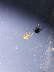 Araneus diadematus
