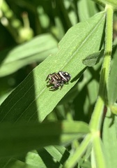 Phidippus audax