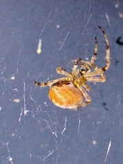 Araneus diadematus