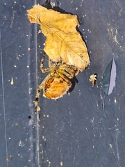 Araneus diadematus