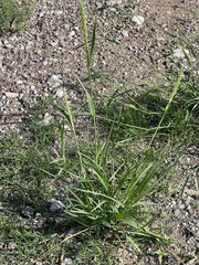 Setaria leucopila