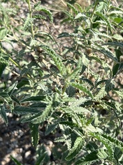 Sphaeralcea angustifolia