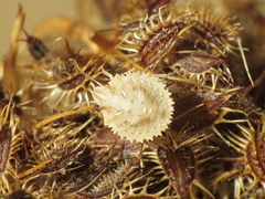 Ancyrosoma leucogrammes