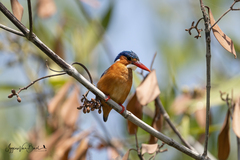 Corythornis cristatus