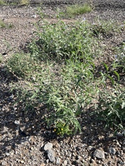Sphaeralcea angustifolia