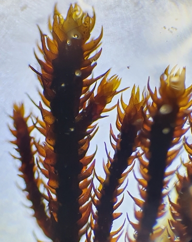 Andreaea rupestris