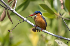 Corythornis cristatus