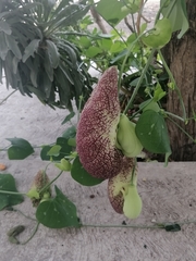 Aristolochia littoralis