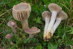 Cuphophyllus flavipes