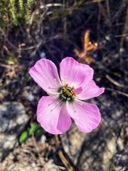 Drosera cistiflora