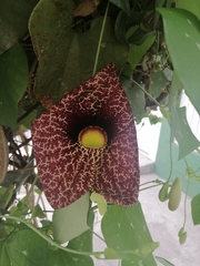 Aristolochia littoralis