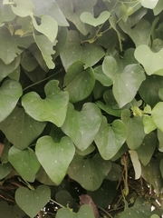 Aristolochia littoralis