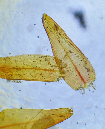 Image of Sarmentypnum sarmentosum by no rights reserved