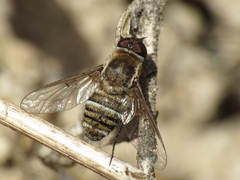 Exhyalanthrax muscarius