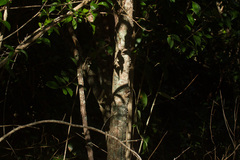 Ligustrum lucidum