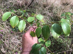 Bridelia leichhardtii