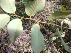 Bridelia leichhardtii