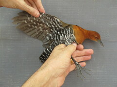 Rallina eurizonoides