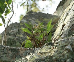Dendrobium kingianum