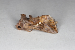 Autographa precationis