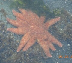 Pycnopodia helianthoides