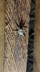 Pandercetes
