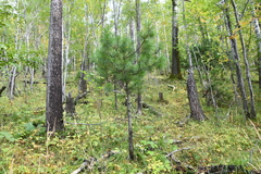 Pinus sibirica