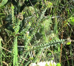 Agathosma cerefolium