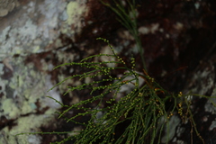 Psilotum nudum