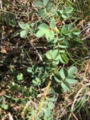 Rosa spinosissima
