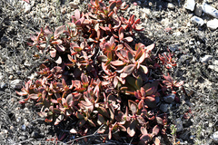 Crassula nudicaulis