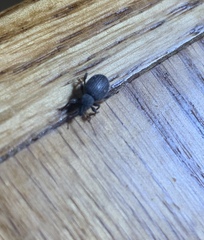 Otiorhynchus rugosostriatus