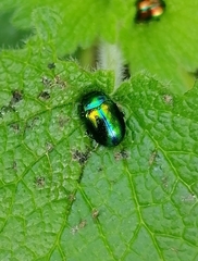 Chrysolina fastuosa