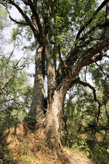 Xanthocercis zambesiaca