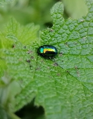 Chrysolina fastuosa