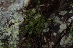 Psilotum nudum