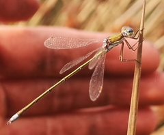 Lestes virens vestalis