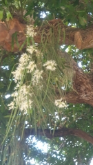 Dendrobium teretifolium