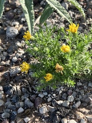 Xanthisma spinulosum
