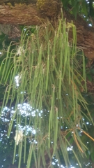 Dendrobium teretifolium