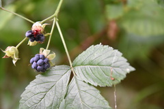 Rubus caesius